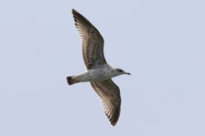 Common Gull (04) - Copy.jpg