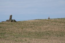 Great Bustard monegros 26 04.JPG