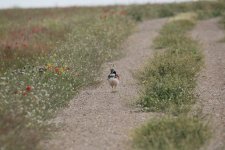 Little Bustard monegros.JPG