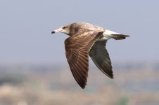 Black-tailed Gull (01) - Copy.jpg