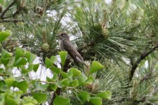 Grey-Streaked Flycatcher.jpg