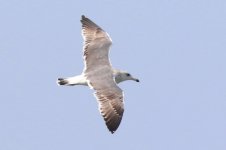 Heuglin's Gull (01) - Copy.jpg