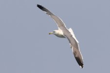 Heuglin's Gull (09) - Copy.jpg