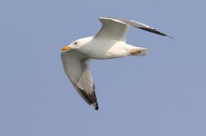 Mongolian Gull (02) - Copy.jpg