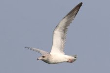 Vega Gull (02) - Copy.jpg