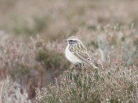 whinchat 009.jpg