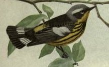 warbler, magnolia.jpg