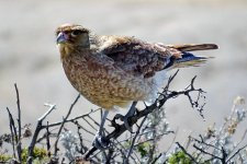 DSC02353 welke vogel el Calafate.jpg