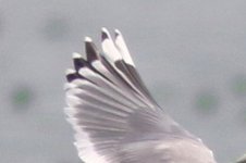 Unknown Gull (33).jpg