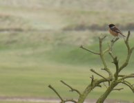 Stonechat_Aberdeen_240317a.jpg