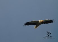 Egyptian Vulture Extremadura.jpg