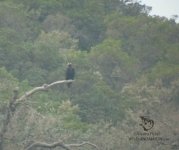 Imperial Eagle in Spain.jpg