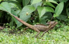 Brown Basilisk M.jpg