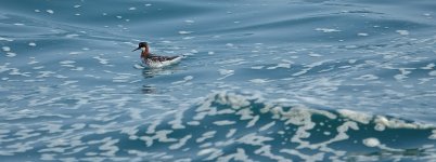 DSC06649 Red-necked Phalarope @ Southern Waters.JPG