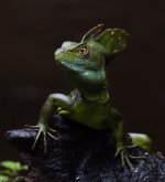 Emerald Basilisk Basiliscus plumifrons.jpg