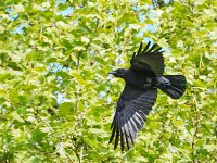 crow_in_flight1.jpg