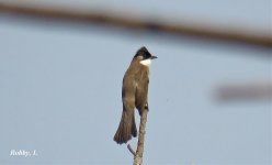 Brown-breasted Bulbul.jpg