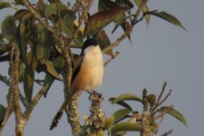 Burmese Shrike.jpg