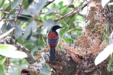 Rufous-backed Sibia.JPG