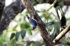 Velvet-fronted Nuthatch.800.JPG