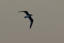 20170404 (43)_White-eyed_Gull.JPG