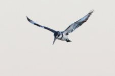 20170404 (44)_Lesser_Pied_Kingfisher.JPG