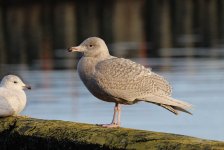 Glaucous Gull ice 1.jpg