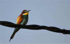 bee eater.jpg