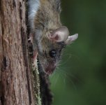 all ears and whiskers (small).jpg