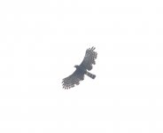Unknown hawk Monteverde.JPG