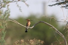 20170405 (1)_Hoopoe.JPG