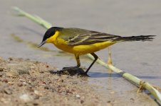 20170405 (22)_Western_Yellow_Wagtail.JPG