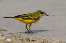 20170405 (26)_Western_Yellow_Wagtail.JPG