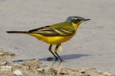 20170405 (27)_Western_Yellow_Wagtail.JPG