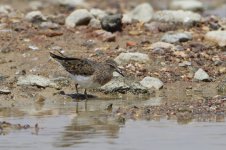 20170405 (23)_Temmincks_Stint.JPG