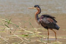 20170405 (33)_Purple_Heron.JPG