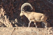 20170405 (39)_Nubian_Ibex.JPG