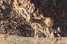 20170405 (40)_Nubian_Ibex.JPG