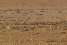 20170405 (55)_Onager.JPG