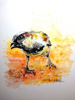 Indian Sparrow - Male.jpg