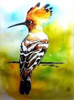 Hoopoe.jpg