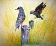 Common Starlings.jpg