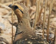 Pin-tailed+Sandgrouse Zac.JPG