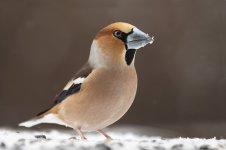 Hawfinch gar 4.jpg