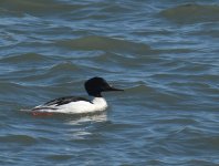 Goosander_Girdle Ness_250317a.jpg