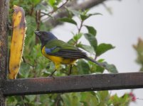 Black-chested Mountain Tanager kl.jpg