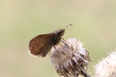 Dingy Skipper lt 2.jpg