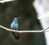 Unknown Monteverde Hummingbird.JPG