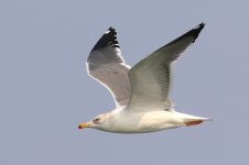 Heuglin's Gull (07) - Copy.jpg