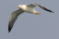 Heuglin's Gull (08) - Copy.jpg